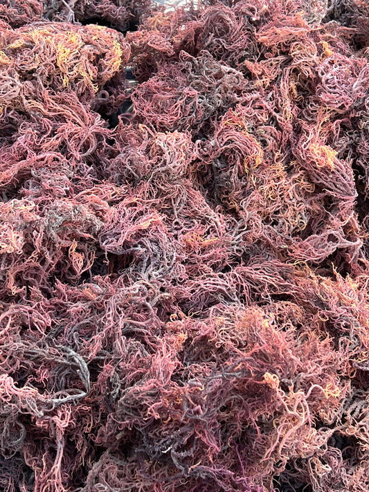 Bulk Purple Sea Moss